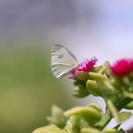 Villaggio Tramonto 3* Capo Vaticano