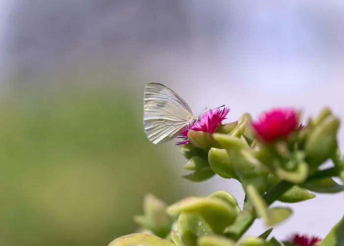 Villaggio Tramonto 3* Capo Vaticano